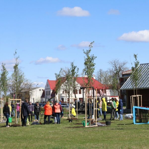 Alūksnes Bānīša stacijas kvartāls sakuru stādīšana
